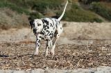 DALMATIEN 104